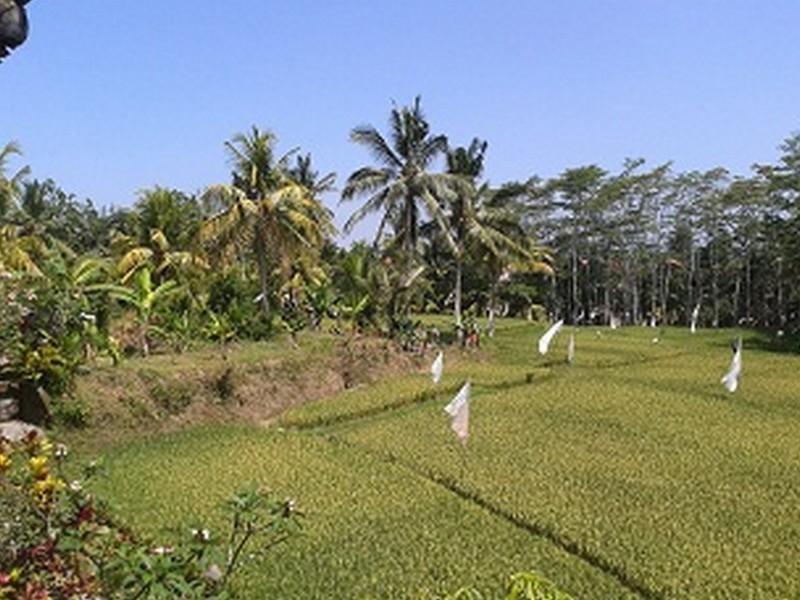 Arjana Bungalows 2 Ubud Eksteriør bilde
