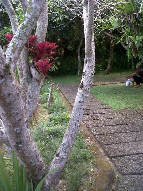 Arjana Bungalows 2 Ubud Eksteriør bilde